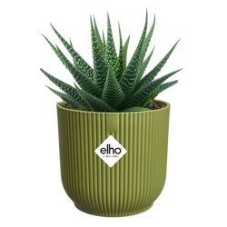Vibes Fold Round Mini Fern Green