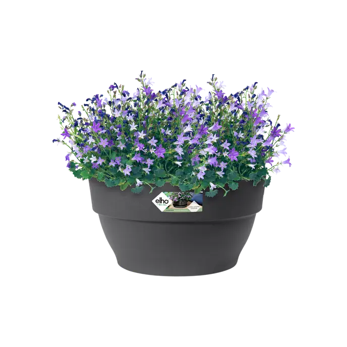 Anthracite Vibia Campana Bowl 27cm filled with blooming purple and white campanula flowers