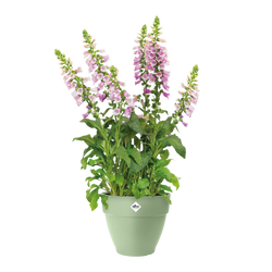 Vibia Campana Round Pistachio Green