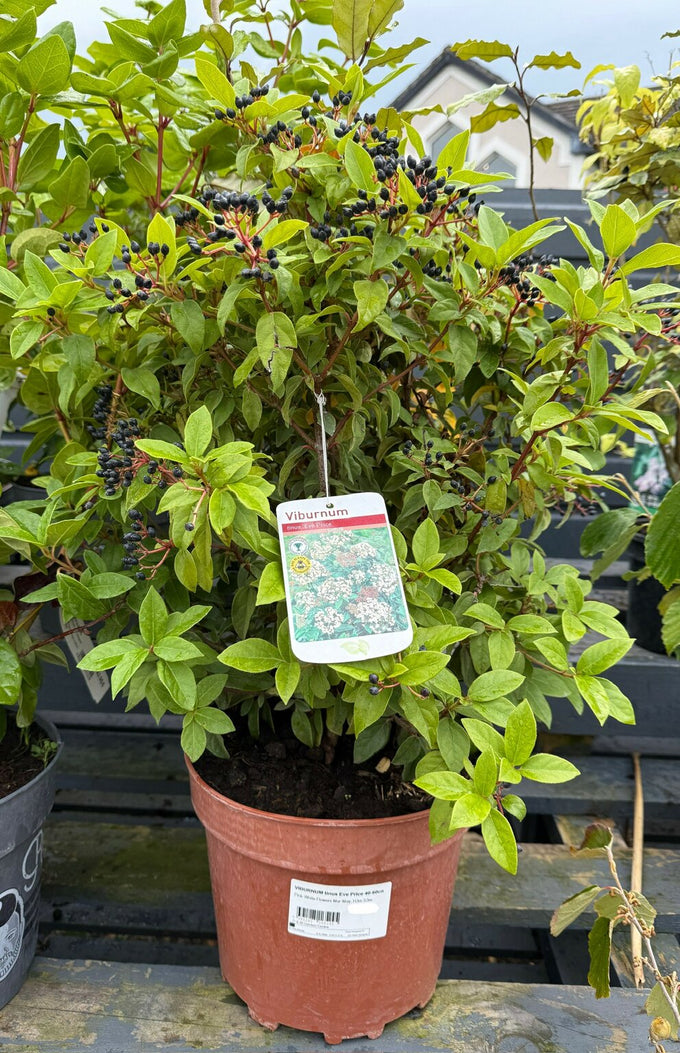 Viburnum tinus 'Eve Price' 3L 25-30cm - Image 3