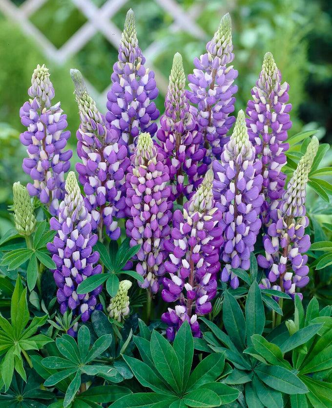 Lupinus Gallery Blue 2L - Image 2