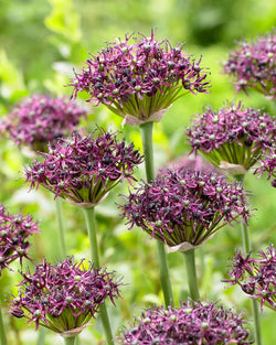 Allium Atropurpureum 3L (994592)