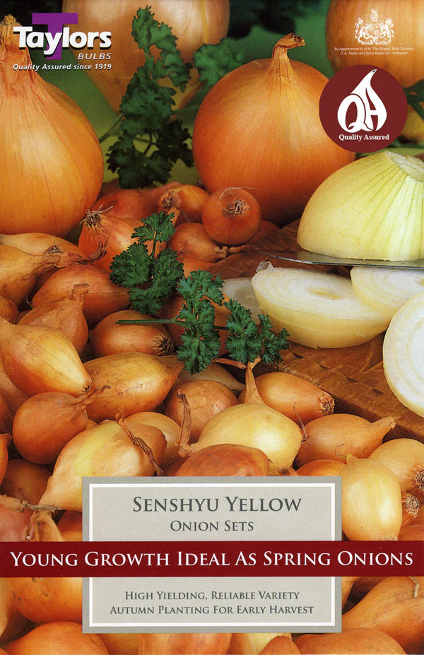 Senshyu Yellow Onion (14–21 mm) – Pre-Pack of 50 Bulbs