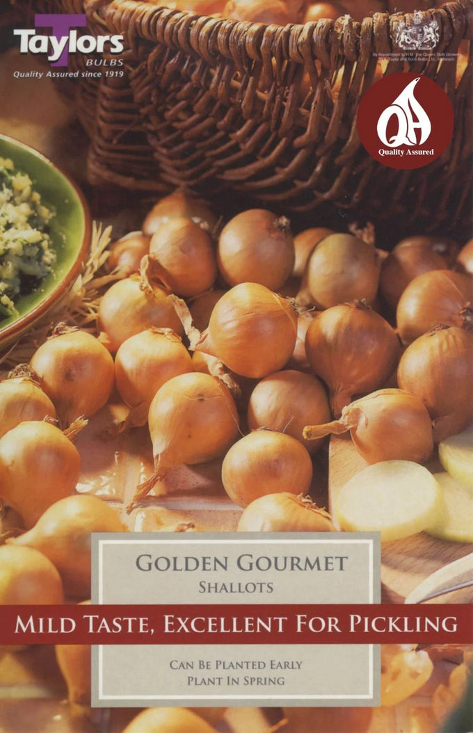 Shallots Golden Gourmet Pack of 12 - Image 1