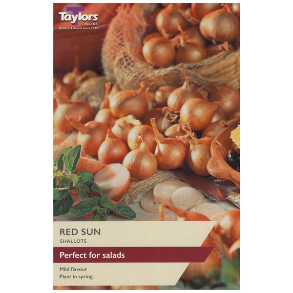 Shallots Red Sun Pack of 12