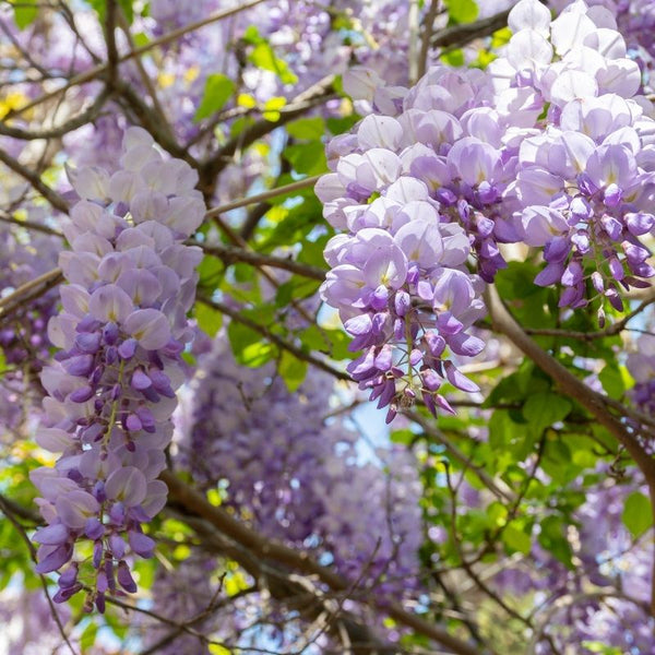 Wisteria Sinensis Mix 10l h260cm