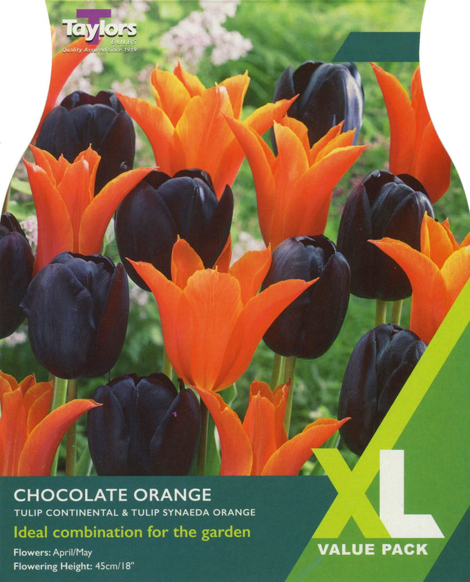 Tulip ‘Chocolate Orange’ Mix – 12 Bulbs - Image 1