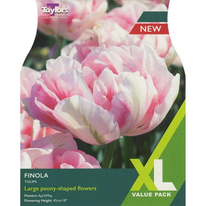 Tulip 'Finola' double blooms in soft pink, white, and green highlights – fragrant, hardy, perfect for borders and cut