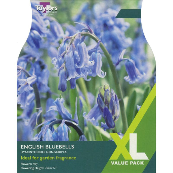 English Bluebells (Hyacinthoides non-scripta) Pack 10