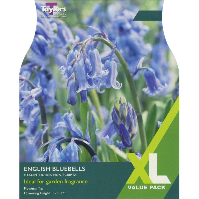 English Bluebells (Hyacinthoides non-scripta) Pack 10 - Image 1