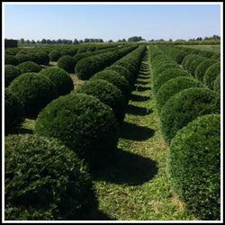 Taxus Baccata Ball C10 55cm (D 35cm)