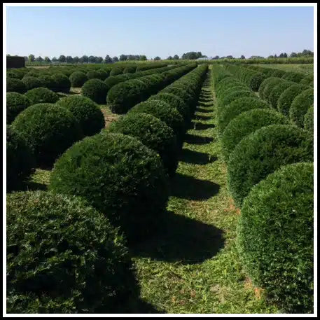 Taxus Baccata Ball C10 55cm (D 35cm) - Image 2