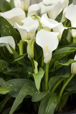 Zantedeschia aet. Snow White ® 3L - Image 2