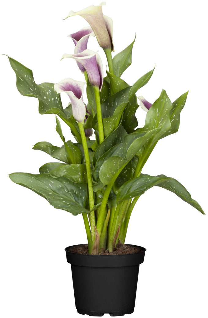 Zantedeschia Eydona 'Purple White' 3L - Image 3