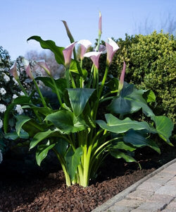 Zantedeschia Eydona 'Purple White' 3L