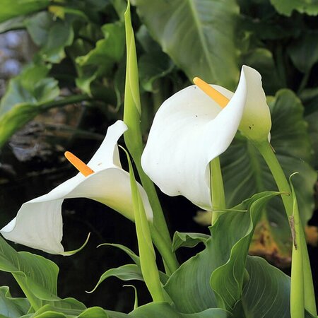 Zantedeschia Eydona 'White' 3L - Image 2