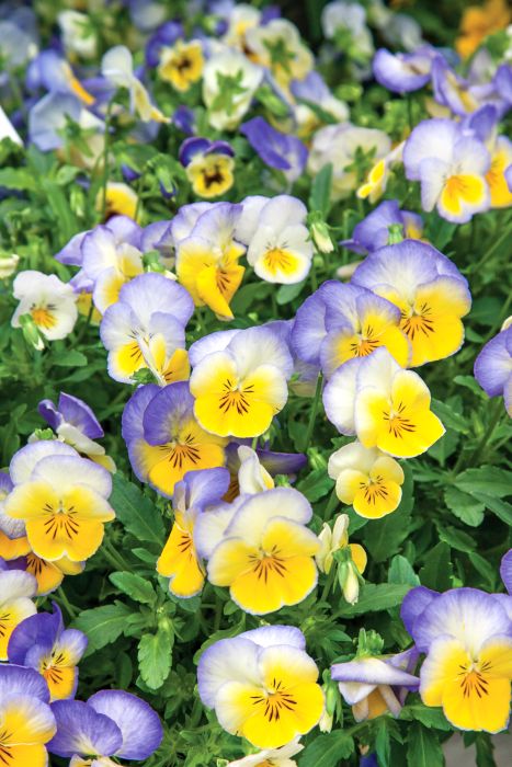 Pansy Blueberry Swirl flower with vibrant blue and purple petals – available at Keans Claremorris.