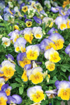 Load image into Gallery viewer, Pansy Blueberry Swirl
