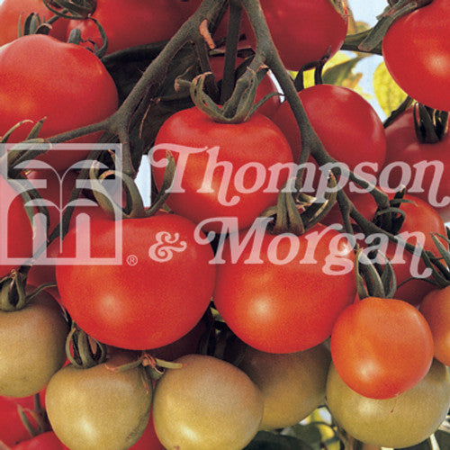 Tomato Ailsa Craig J1-A4 plant with medium green back fruit, vigorous growth, ideal for indoor/outdoor, 75 seeds - Keans