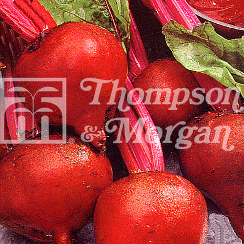 Beetroot Boltardy F2-J6 with sweet flavor, bolt-resistant, 30cm height, 15cm spread, 300 seeds – Keans Claremorris.