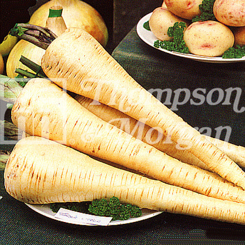 Parsnip Tender & True F2-A4, flavorful variety with good canker resistance, 45cm height, 300 seeds – Keans Claremorris