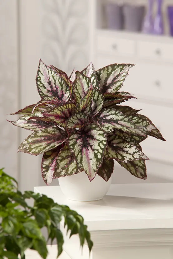 Begonia Beleaf mix - KeansClaremorris