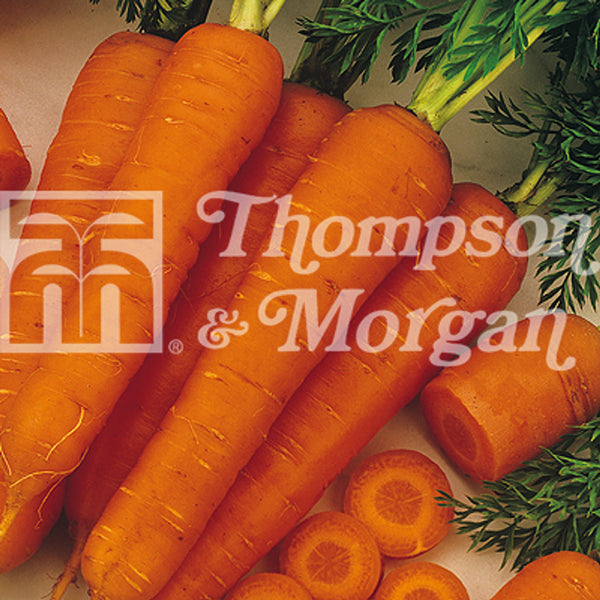 Carrot Fly Away F1 Hybrid F2-J7 - long, tapered carrots, disease-resistant, fast-growing, high yield | Keans Claremorris