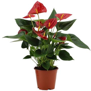 Anthurium and. 'Diamond Red' tropical plant with vibrant red spathes and dark green leaves, perfect for indoor decor – Keans