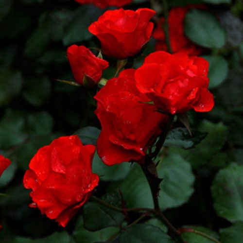 Rosa Amsterdam Floribunda rose with semi-double orange-red flowers, glossy reddish foliage, upright bushy growth, 60-80cm -