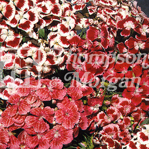 Sweet William Excelsior Mixed J6-F2