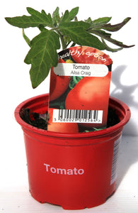 Tomato 9cm - Alisa Craig 