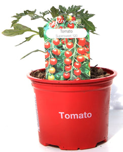 Tomato 9Cm - Supersweet Cheery