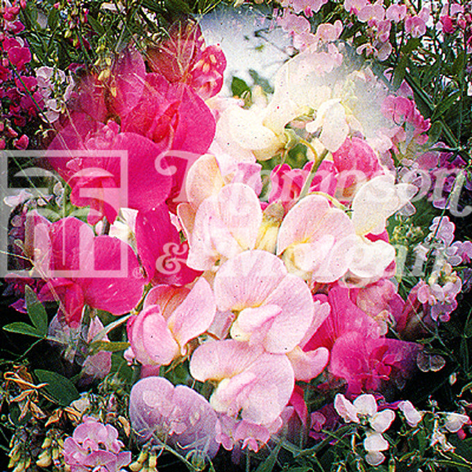 Sweet Pea Everlasting Mixed blooms in carmine, rose, white, climbs up to 200cm, 20 seeds - Keans Claremorris