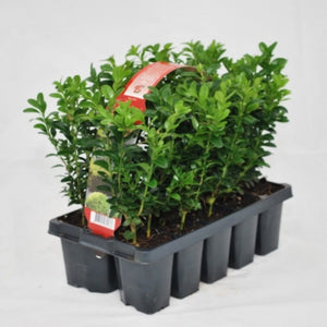 Buxus sempervirens / 10 pack