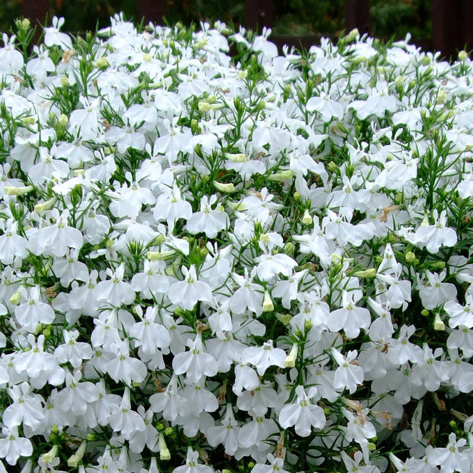 Summer Bedding Plants 12PK - Trailing Lobelia White, bright flowers all summer, frost protection, Keans Claremorris