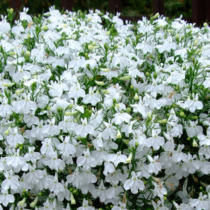 Summer Bedding Plants 12PK - Trailing Lobelia White