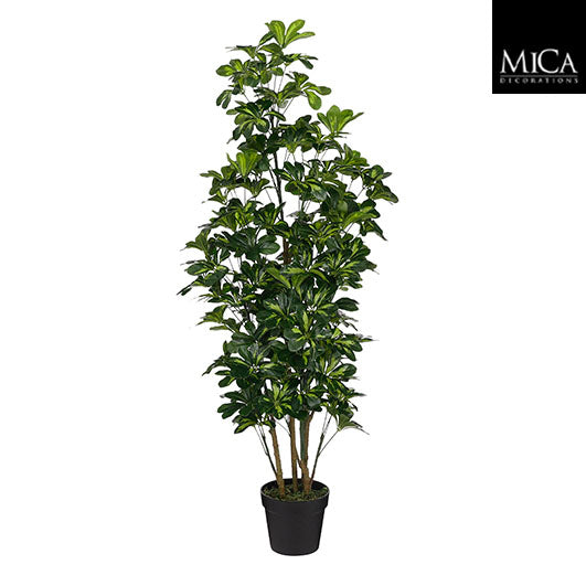 Schefflera plant in green pot, 150cm tall, 60cm diameter – indoor greenery by Keans Claremorris