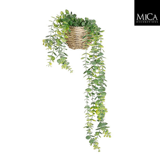 Pilea hanging plant in green basket, 55x12x18cm, decorative indoor greenery – Keans Claremorris