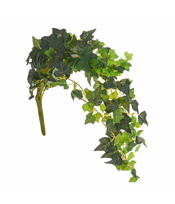 Baasic Ivy Trail Bush 50cm in green with deep shades, decorative trailing foliage – available at Keans Claremorris.