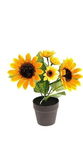 Potted Mini Sunflower 21Cm
