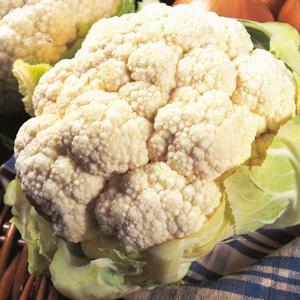 10g AYR Cauliflower Seed pack for reliable, large curds vegetable growing – Keans Claremorris