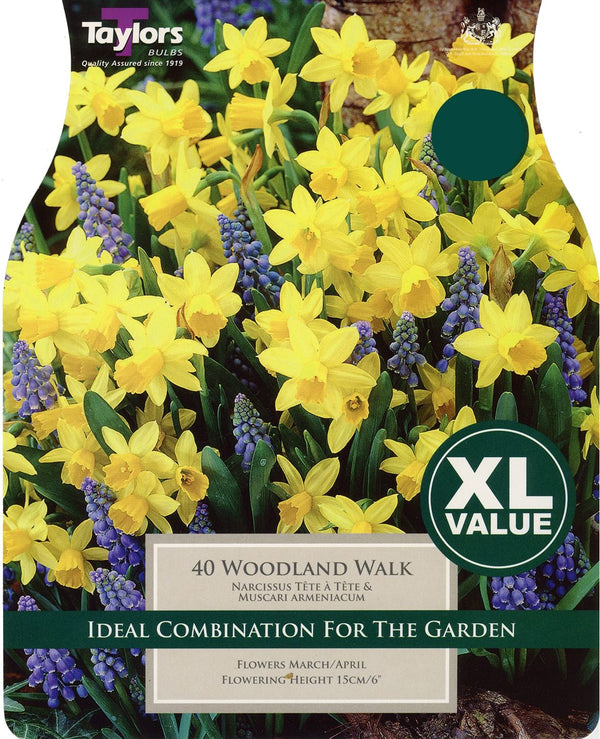 Narcissus Woodland Walk XL