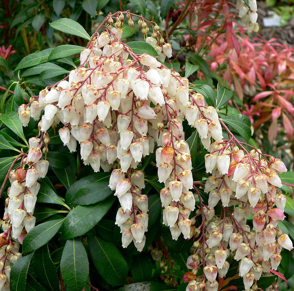 Pieris Japonica 'Cupido' evergreen shrub with white flowers and red-green shoots in 15cm pot, hardy, Keans Claremorris.
