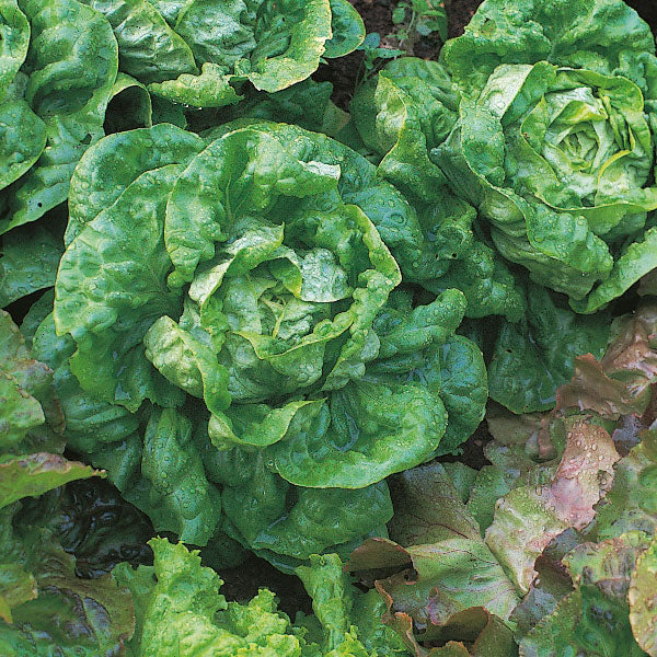 10g All Year Round Lettuce Seed pack for easy growing of crisp, flavorful butterhead lettuce – Keans Claremorris