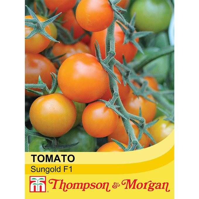 Tomato Sungold F1 Hybrid cherry tomatoes, sweet golden-orange fruit, high yield, disease resistant, Keans Claremorris.