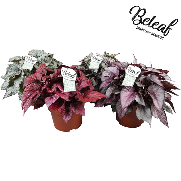 Begonia Beleaf mix