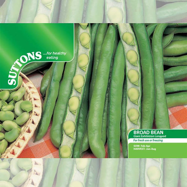 Suttons Broad Bean Giant Exhibition Longpod white seeded variety with long pods, delicious flavor, spring sowing – Keans