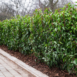 Prunus lusitanica-Portuguese laurel - KeansClaremorris
