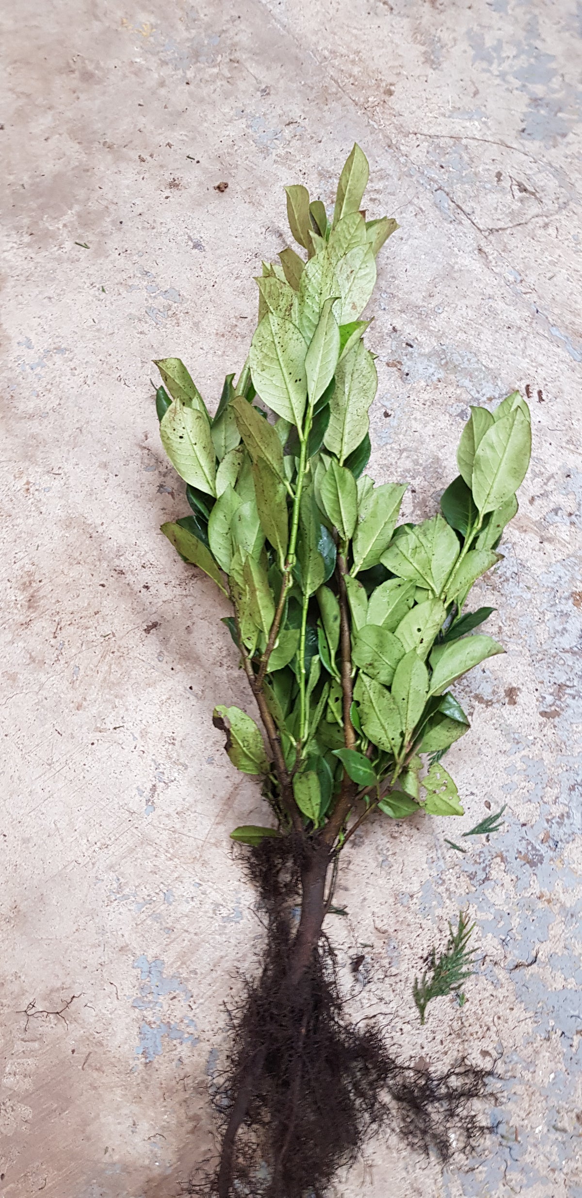 Cherry Laurel Bareroot Hedge 40-60cm 1+2r for garden privacy, Keans Claremorris quality plants.