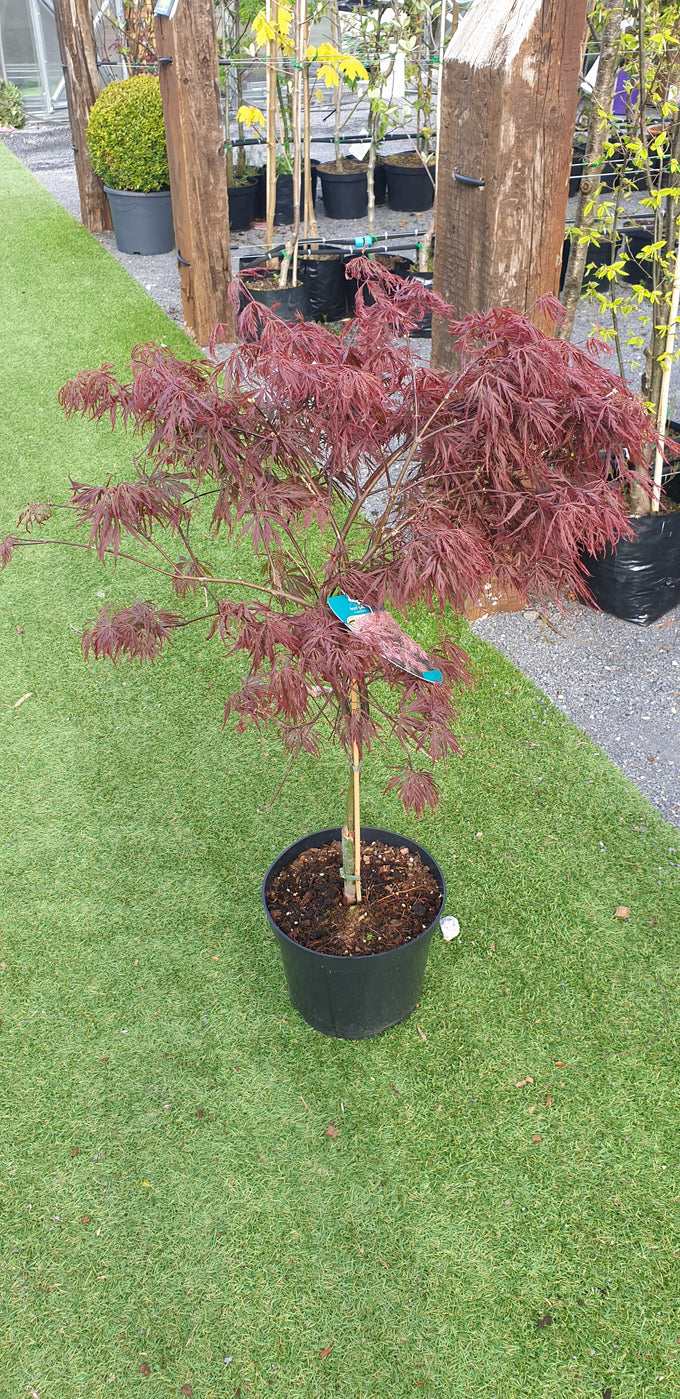 Acer Palmatum 'Garnet' Weeping Japanese Maple 10Lt - vibrant red foliage, Keans Claremorris